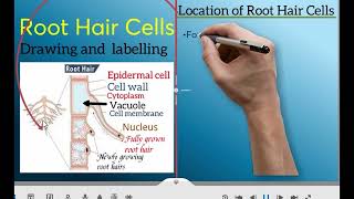 Chapter 1 F3 Lesson 4 The Spongy mesophyll and Root hair cells [upl. by Airalav91]