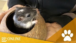 MiezWohnung gesucht Folge 11 I Tierheim Krefeld Diese Tiere suchen ein neues Zuhause [upl. by Roi505]