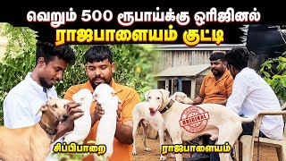 உண்மையாகவே 500 ரூபாய்தான்  Rajapalayam dogs for sale  Dog kennel Edison vlogs [upl. by Suiradal964]