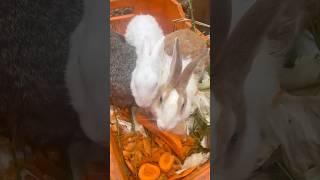 Feeding Rabbit 🐇 😍👀🐓🥚🌀❤️ ❣️ birds kozhi saranfarm chicks salem rabbits rabbit [upl. by Eyaf823]