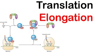 Translation elongation in eukaryotes  eukaryotic translation lecture 2 [upl. by Fusco687]