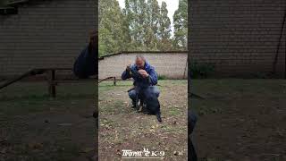 Щенок немецкой овчарки German shepherd puppy puppydog shepherd germanshepherd dog dogs gsd [upl. by Nibuz]