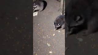 raccoon baby raccoon raccoons animal animalhelp fyp animals animallover animalshorts cute [upl. by Land]