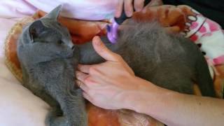 Furminator on Short Hair Russian Blue Cat In Action [upl. by Ynnus648]