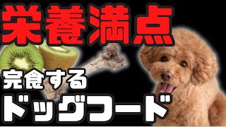 【栄養満点】完食するドックフード！ペットを元気にするトッピングのコツ！〜一緒に考えよう！その子を幸せにする食事のこと〜 [upl. by Erdda]