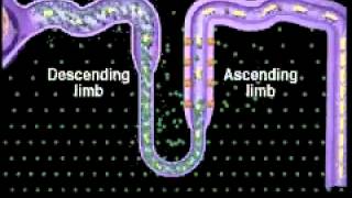 Function of the Nephron ALevel A2 Biology [upl. by Xuerd688]