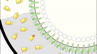 SelfOrganized Shuttling Generating Sharp Dorsoventral Polarity in the Early Drosophila Embryo [upl. by Memberg3]