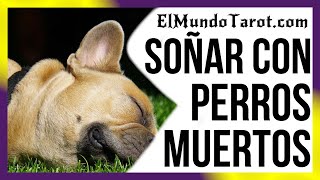 Soñar con Perros Muertos 🐶 【¿Qué significado tiene】 [upl. by Sanfred397]