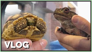 Getting a Big Toad amp Tiny Tortoise [upl. by Brittain]