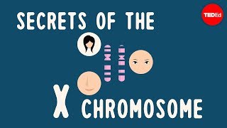 Secrets of the X chromosome  Robin Ball [upl. by Nahgeam]