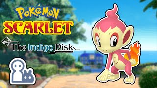 DLC Story  Maybe Mini Shiny Chimchar Hunting  Pokemon Scarlet [upl. by Geri12]