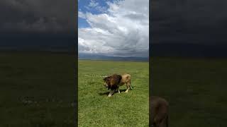 Ngorongoro Crater Lions [upl. by Shevlo603]