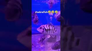 zebrafish biocenter laughingsong funny [upl. by Atekehs]