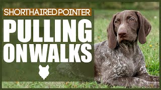 How To STOP Your GERMAN SHORTHAIRED POINTER PULLING ON WALKS [upl. by Darwen]