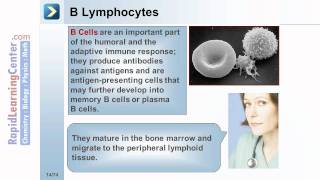 Rapid Learning Hematology  Normal Hematopoietic Processes [upl. by Nylsej]