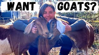 Beginners Guide To Raising Goats  How To Choose amp Care For Your First Goats [upl. by Nawek]