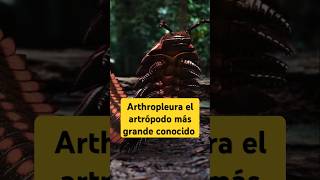 Arthropleura el artrópodo más grande conocido sabiasque [upl. by Jamel599]