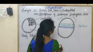 Development of Bilaminar Embryonic Disc [upl. by Adel]