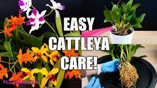 How to Care for Cattleya Orchids  Watering Repotting Reblooming amp more Orchid Care for Beginners [upl. by Rush]