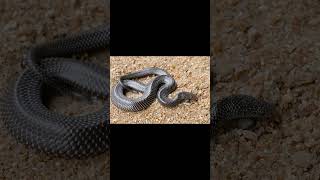 RingNecked Spitting Cobra and Cape Wolf Snake [upl. by Becky]