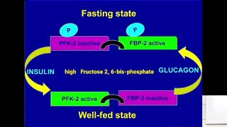 Glycolysis Allosteric Regulation of PFK1 Metabolism Made Easy [upl. by Brom]