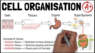 CELL ORGANISATION  Biology GCSE and iGCSE Exam Revision [upl. by Harvard]