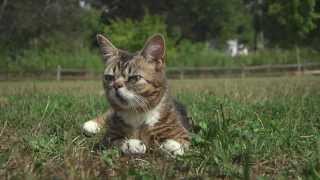 Lil BUB Goes to the Park [upl. by Zach]