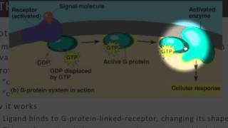 Cell Communication Part 3 [upl. by Hicks]