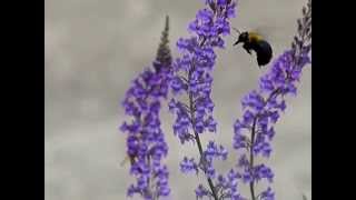 Carpenter Bee Visiting Purple Toadflax 240fps クマバチ♀が宿根リナリアを訪花スローモーション [upl. by Ataeb]