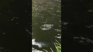 Salmón en Río Esva Asturias vídeo en nuestro canal de Youtube Suscríbete salmon pesca fishing [upl. by Edrahs205]