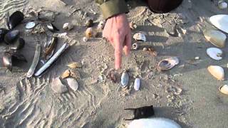 Seashells  Sandy Point Plum Island Mass [upl. by Etnud]