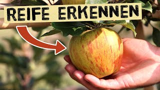 So erkennst du ob ein Apfel reif ist Pflückreife und Genussreife  Äpfel Birnen und Quitten [upl. by Annhoj]