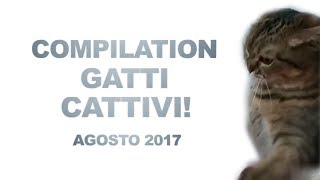 Video Divertenti  Gatti Cattivi Agosto 2017  VideoMIX [upl. by Emmit]