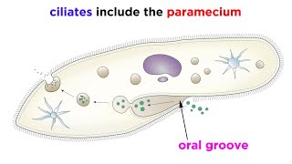 Unicellular Life Part 2 Archaea and Protists [upl. by Onateag]