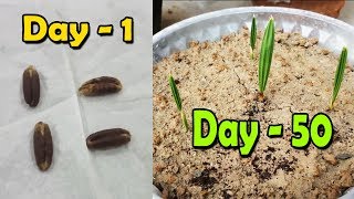 DATE SEED GERMINATION  How to Grow Date Palm Tree from Seed  Date Palm Plant  Sprouting Seeds [upl. by Rizan]