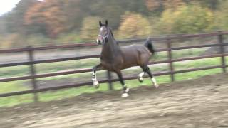 For Sale KWPN DHH Champion Elite mare Gelane vCizandro 5yr [upl. by Tommy834]