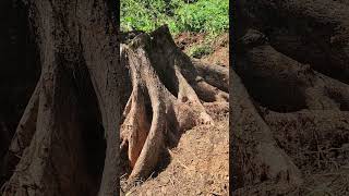 This is the root of a cedar tree [upl. by Dena]