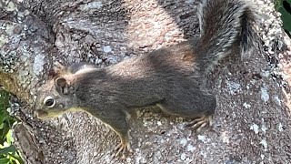 Tamiasciurus Douglasii  Douglas Squirrel [upl. by Rafaellle345]