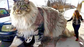 The BIGGEST CAT BREEDS In The World [upl. by Sivert]