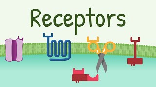 Receptors Types amp Functions [upl. by Welbie140]