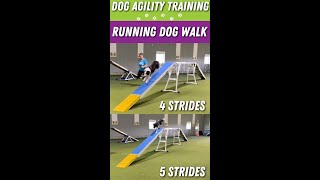 Dog Agility Running Contacts 4 vs 5 Strides Dog Walk SusanGarrett dogagility dogagilitytraining [upl. by Sorodoeht]