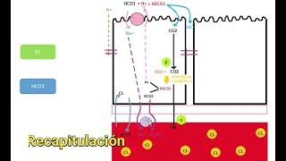 Fisiología  Absorción de agua y electrolitos a nivel intestinal [upl. by Haerdna]