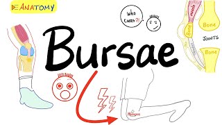 Bursae and Bursitis  Anatomy Basics  Anatomy Playlist [upl. by Ablasor168]