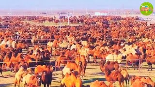 THE WORLDS LARGEST TWOHUMPED CAMEL FARMING 🐫 TWOHUMPED CAMEL FARMING  AMAZING CAMEL FARMING [upl. by Eleanor459]