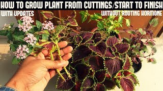 How to Grow Coleus From Cuttings WITHOUT ROOTING HORMONE [upl. by Scot]