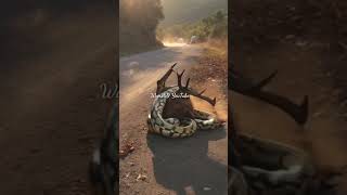 How a Golden Python Snake Wraps around a Male Deer shorts youtubeshorts facts [upl. by Leamsi]