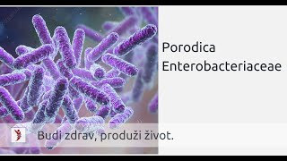 Porodica Enterobacteriaceae [upl. by Anuahsed]