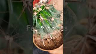 Ferocactus [upl. by Nozicka]