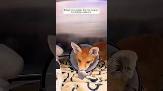 foxstory love foxrescue animals foxlife factsvidieo [upl. by Arikahs]