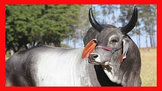 🔴 RAZA GUZERAT TEMPERAMENTO ✅ Vacas Lecheras y Carnicas [upl. by Nobile238]